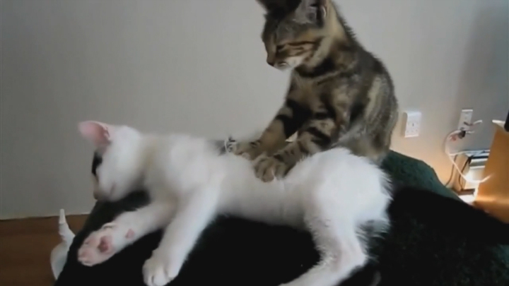 Милые котики 2013