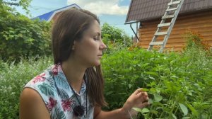КАК и КОГДА срезать мяту. Выращивание мяты. Как выращивать мяту.