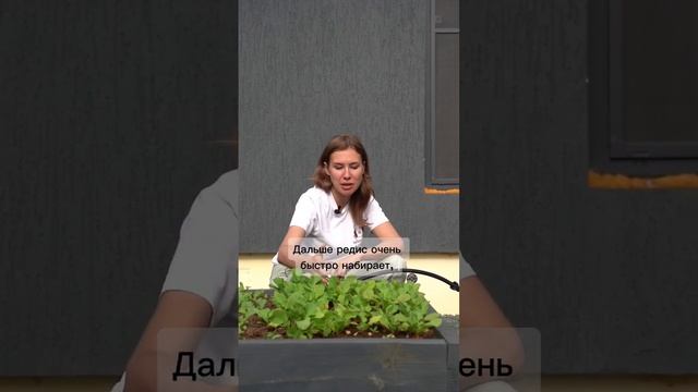 Редис даже летом - да это реально! #урожай