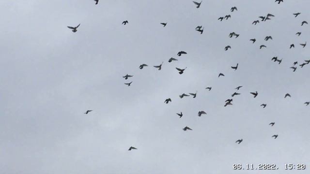 #Pigeons.Как переселить голубей в новые гнездо. смотреть онлайн