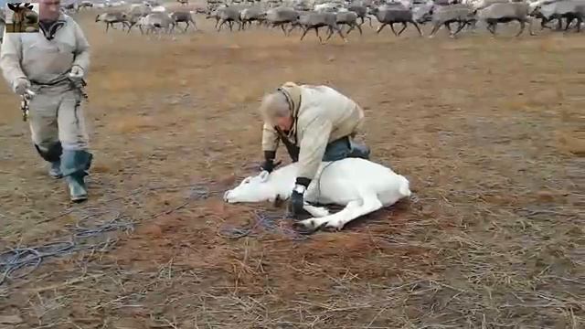 Время меток / Вакцинация хромых оленей смотреть онлайн
