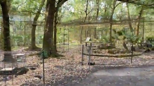 Today is Give Day at Big Cat Rescue! Feeding Tour is up first! 05 03 2022 смотреть онлайн