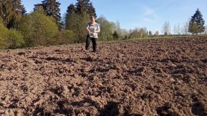 Сеем фацелию и донник для пчел