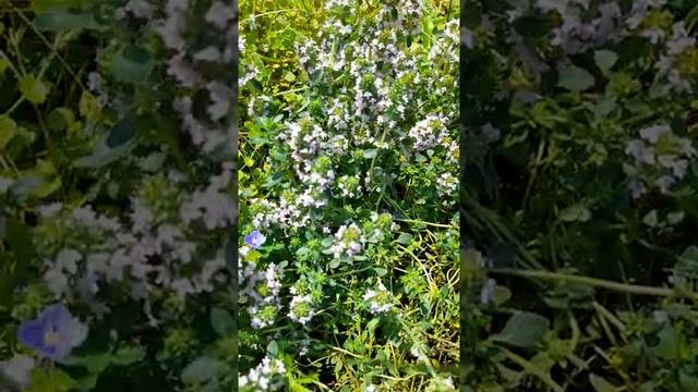 Дача день за днем. Зацвели розы. смотреть онлайн