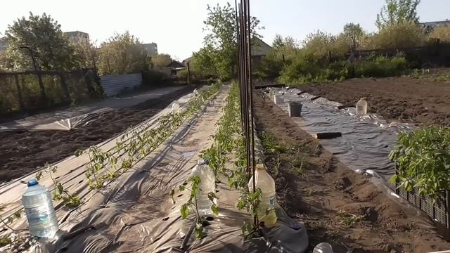 У нас в Сибири +32 в тени! Аномальная жара началась в мае! А нужно высаживать томаты! Обзор 18 мая. смотреть онлайн