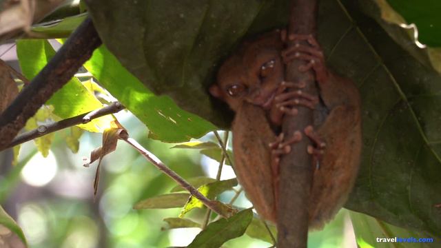 Долгопяты / Tarsier смотреть онлайн