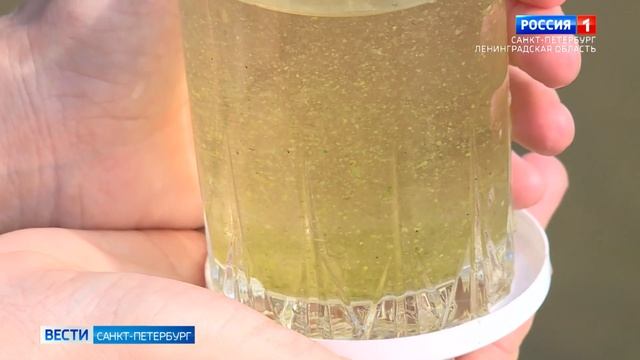 В водоёмах Ленинградской области началась массовая гибель сине-зелёных водорослей смотреть онлайн