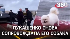 Пусть в вашей жизни будет кто-то, кто будет защищать вас так, как шпиц Умка - Лукашенко