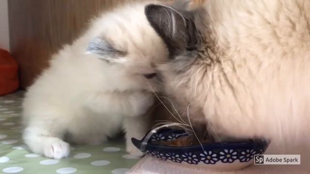 First 8 weeks with Ragdoll KITTENS! Heartwarming Story? смотреть онлайн