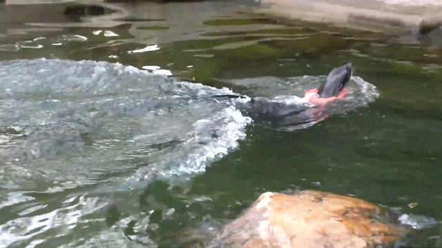 Котик тоже хочет есть смотреть онлайн