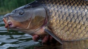 Когда Карп клюет лучше ночью или днем В какое время суток лучше всего ловить кар