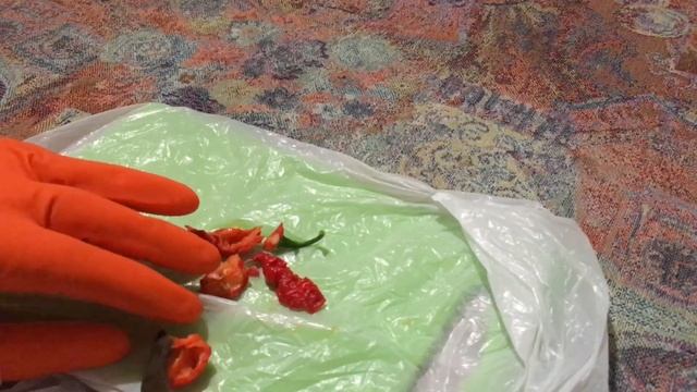 Разделка Carolina Reaper и Розыгрыш! #9 смотреть онлайн
