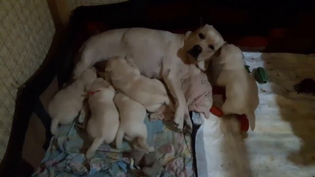 Первые кормления Лабрадор ретривер "Amber" смотреть онлайн