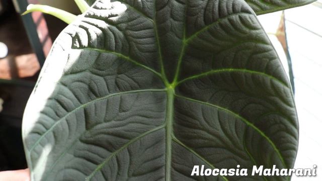 My Unsung Houseplant Heroes | Houseplants I Love, But Don't Talk About! | DreamsofHoya смотреть онлайн