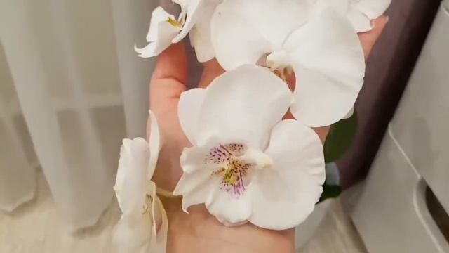 Мои ШИКАРНЫЕ белые ОРХИДЕИ цветение White Orchids орхидея орхидеи Orchid Phalaenopsis