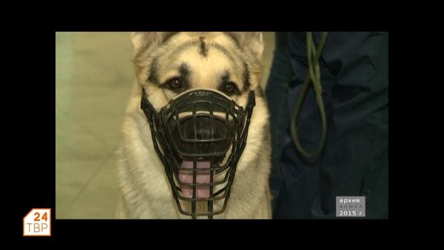 Познакомьтесь, восточно-европейская овчарка | Элита смотреть онлайн