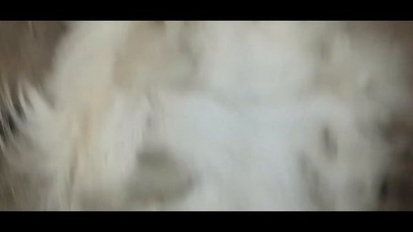 Весны не будет ! Что с моей козой ? Сукотная или нет?