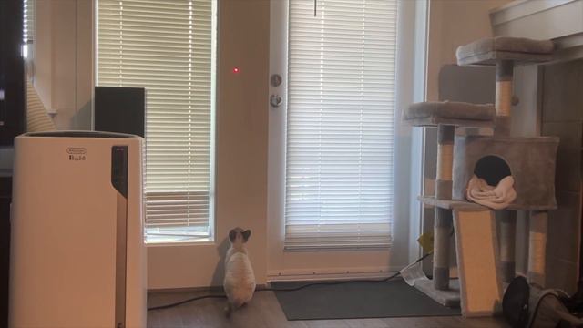 Devon Rex Training Day смотреть онлайн