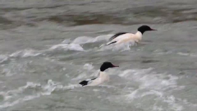 Common Merganser - Gänsesäger - Mergus merganser surfing смотреть онлайн