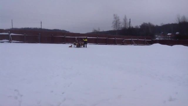 Ормай Аль-Капоне, пастьба овец.mp4 смотреть онлайн