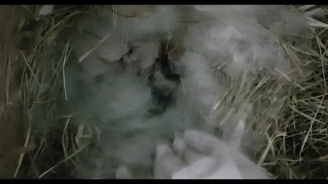 НОВОРОЖДЕННЫЕ КРОЛИКИ. Осмотр гнезда. Кролик Папа кажется сошел с ума от радости смотреть онлайн