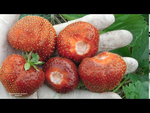 ДОЛГОИГРАЮЩАЯ КЛУБНИКА . ЗЕМЛЯНИКА (КЛУБНИКА) ПРЕЗЕНТ СОРТ С РАСТЯНУТЫМ ПЛОДОНОШЕНИЕМ . смотреть онлайн