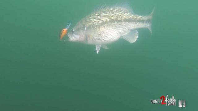 How to Catch Bass on Crankbaits | Spring Transition смотреть онлайн