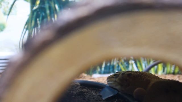 Albino Leopard Geckos & UVB Lighting! смотреть онлайн