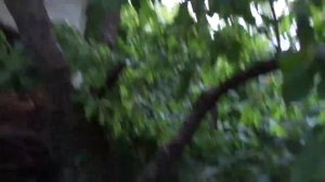 «Трещит» черешня от дождя, что делать