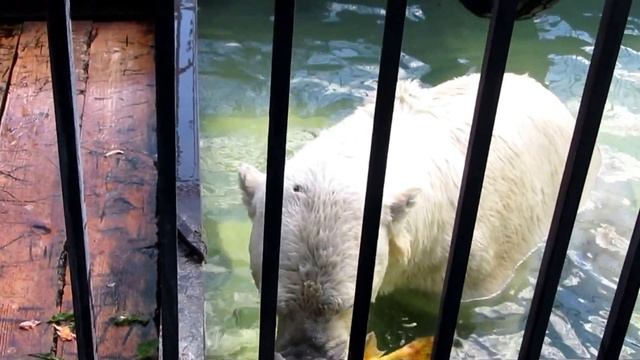 Белый медведь Уд на рыбалке. смотреть онлайн
