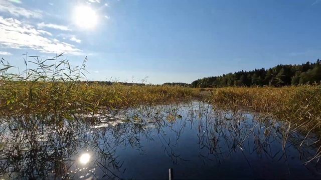 Поехал за утками, настрелял лысух 23.09.2022 смотреть онлайн