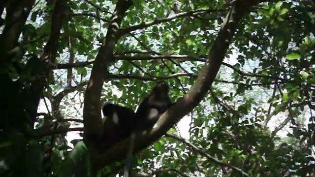 Langkawi black monkey. Черные обезьянки Лангкави смотреть онлайн