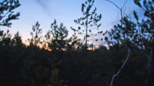 Попали в разгар глухариного тока. Охота на глухаря весной.