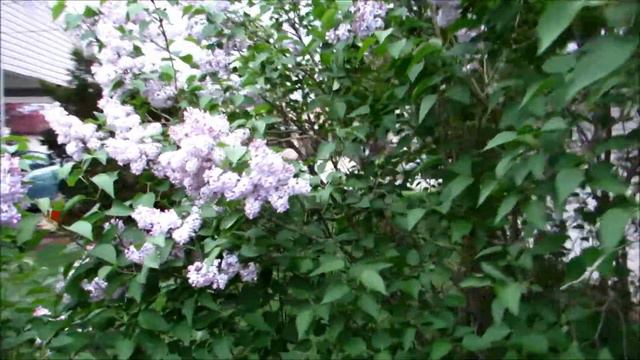 ❀✿My lovely lilac flowering bush in full bloom✿❀ смотреть онлайн