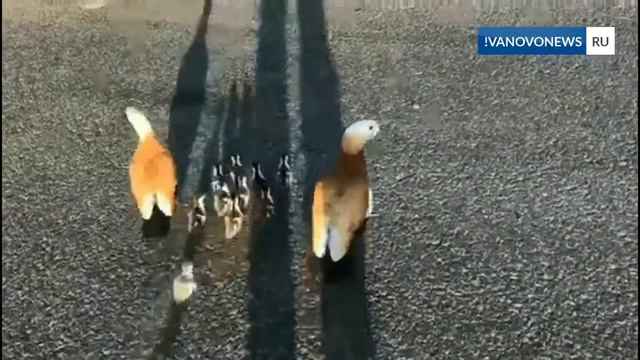 Депутат Госдумы спасает выводок утят смотреть онлайн