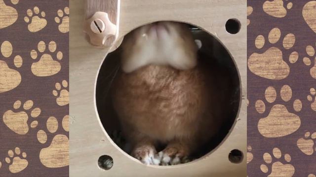 Ну очень СМЕШНЫЕ КРОЛИКИ! Приколы с озвучкой)) Кролики видео ржака смотреть онлайн