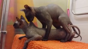 сфинксы спариваются