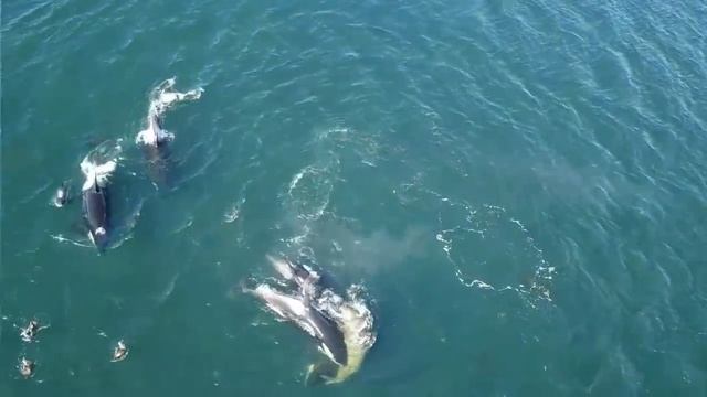 Bloody killer whale predation on female elephant seal смотреть онлайн
