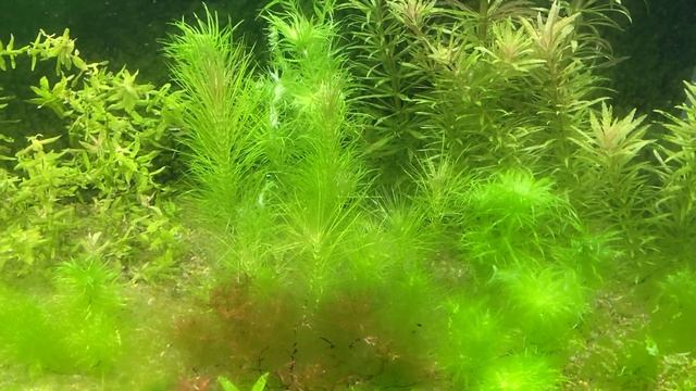 Как буду избавляться от водорослей в аквариуме. смотреть онлайн