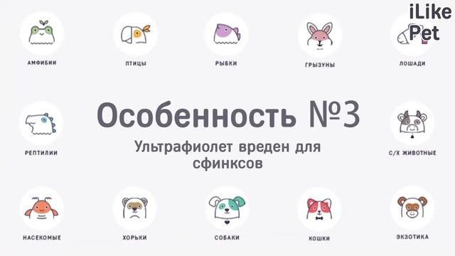 5 особенностей в уходе за лысыми кошками смотреть онлайн