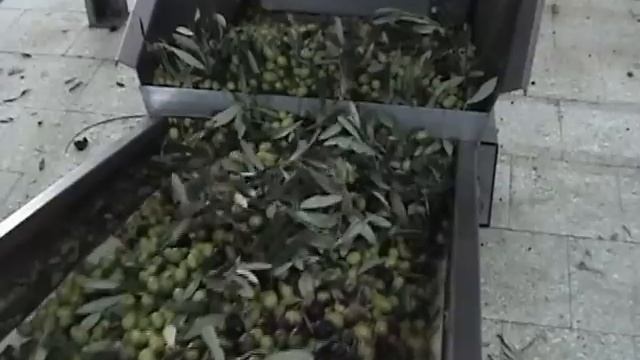 How Extra Virgin Olive Oil is made смотреть онлайн