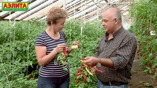 ?️ Острые Перцы на 2021 год. Жгучий вкус. Высокая урожайность. смотреть онлайн