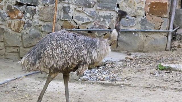 National Zoological Park-New Delhi India смотреть онлайн