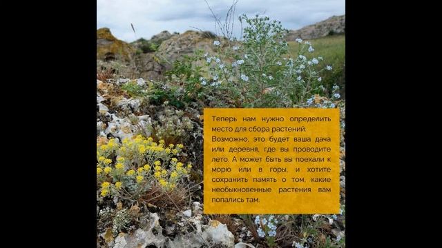 Мастер-класс "Гербарий". Урок 1 смотреть онлайн