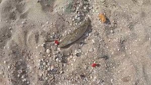 Ловля пеленгаса кефали с берега на море, снасти, наживка.