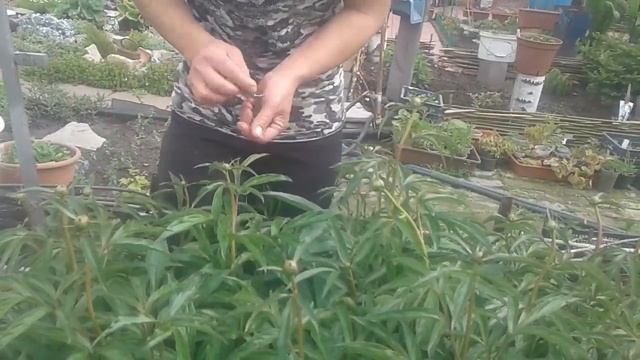 Как получить крупные бутоны у пионов смотреть онлайн