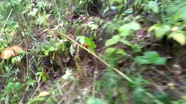 Тихая охота... смотреть онлайн