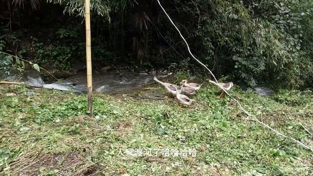 狼哥去哪都热闹！野人带我们去巡山，野蜂蜜太甜了只能吃一口！【流浪的独孤老狼】 смотреть онлайн