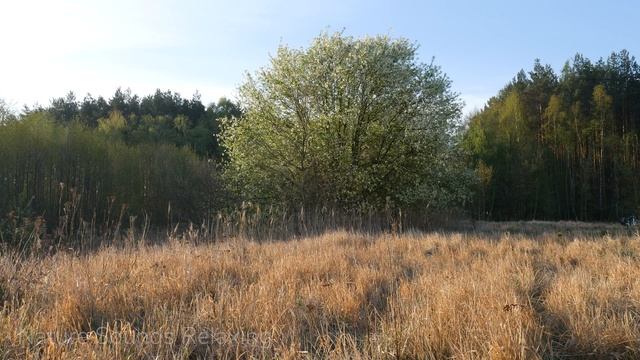 Nature sounds forest spring birds relaxing and calm смотреть онлайн