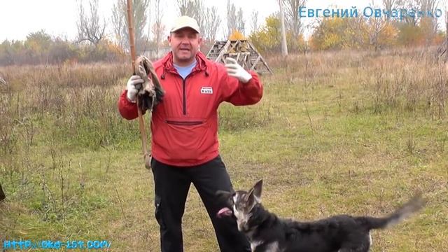 С чего начинать дрессировать щенка овчарки смотреть онлайн